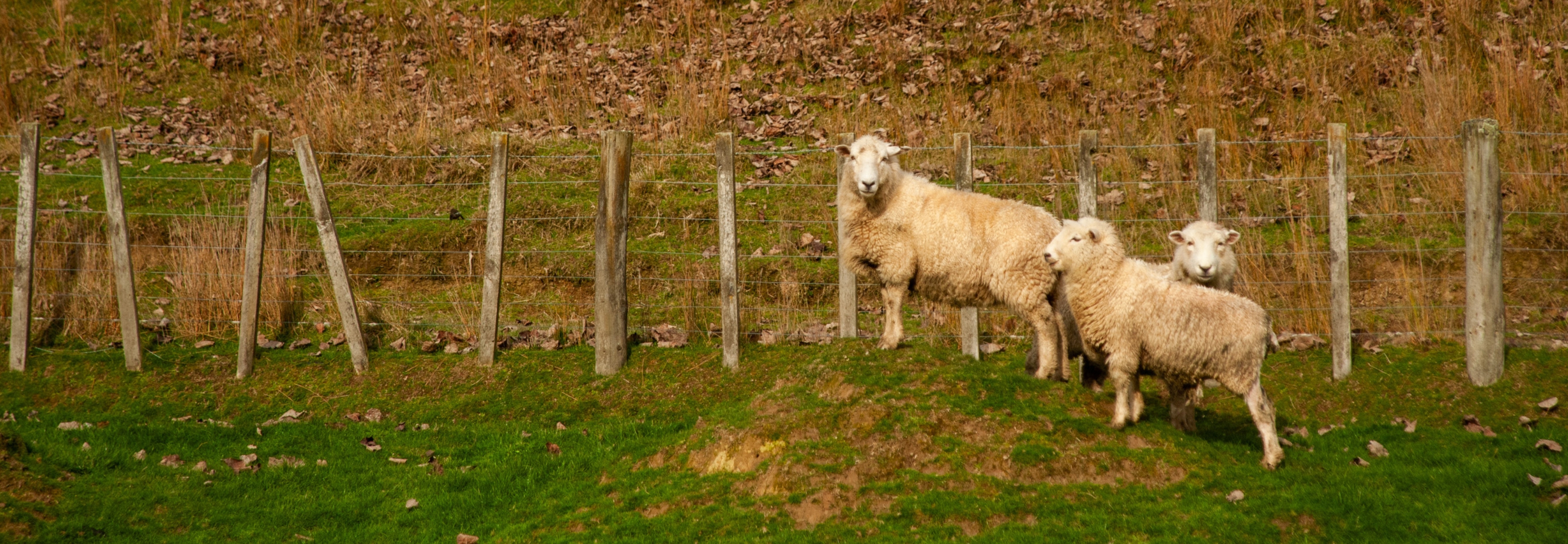 Sheep on a farm